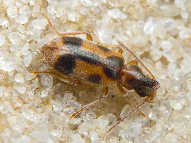 Notoxus monoceros (Linnaeus, 1760)